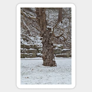 Tree & Snow Sticker